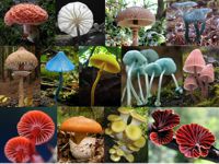 Diversidad de Agaricales